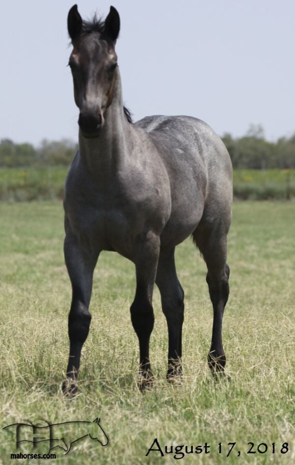 Drifting Lou's 2018 Blue Roan Filly DIVI LOU DRIFTER MA